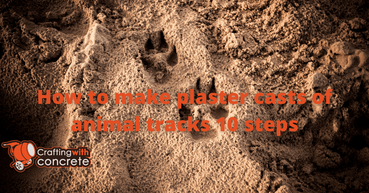 How to make plaster casts of animal tracks 10 steps