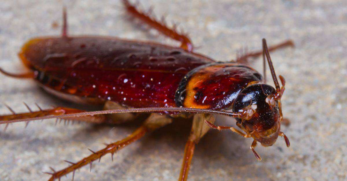 The Definitive Guide When is the Best Time of Year to Spray Your House