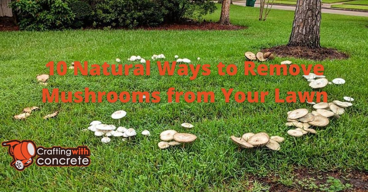 10 Natural Ways to Eliminate Lawn Mushrooms