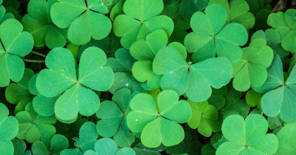 Cultivating a Lush Clover Lawn: Sustainable and Easy Maintenance Guide ...