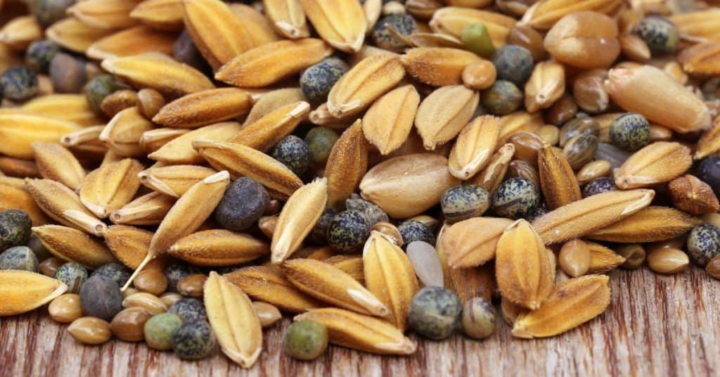 Nutritional Benefits Of Eating Bird Grass Seed