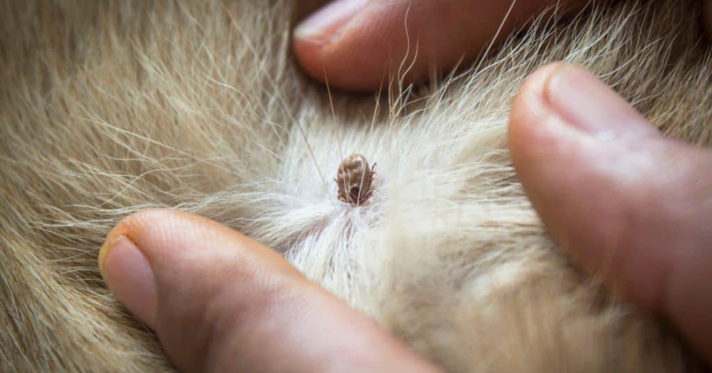 how to treat yard for fleas and ticks naturally