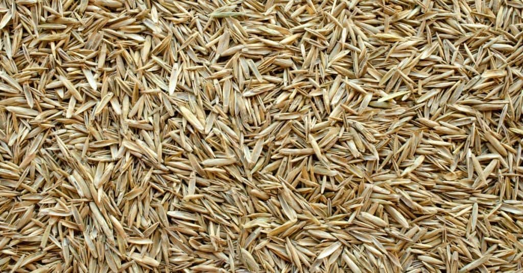 Grass Seed Shelf Life Tips for Maximum Viability