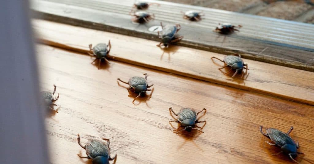 How Do Roaches Get In Your House