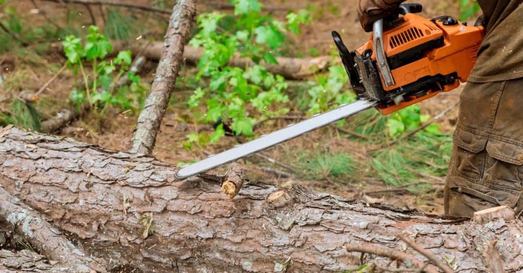 What trees can be cut down without permission - craftingwithconcrete.com