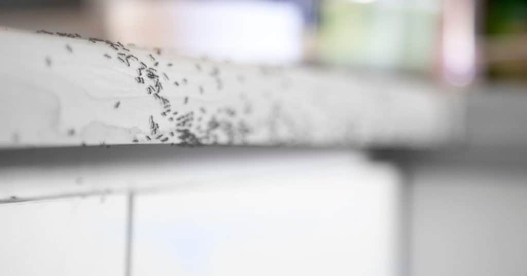 Ants marching along a white kitchen countertop edge