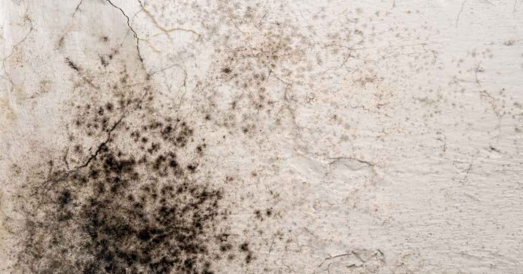 Identifying Mold on Concrete Surfaces - craftingwithconcrete.com