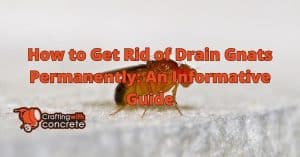 Eliminate Drain Gnats for Good: Step-by-Step Guide