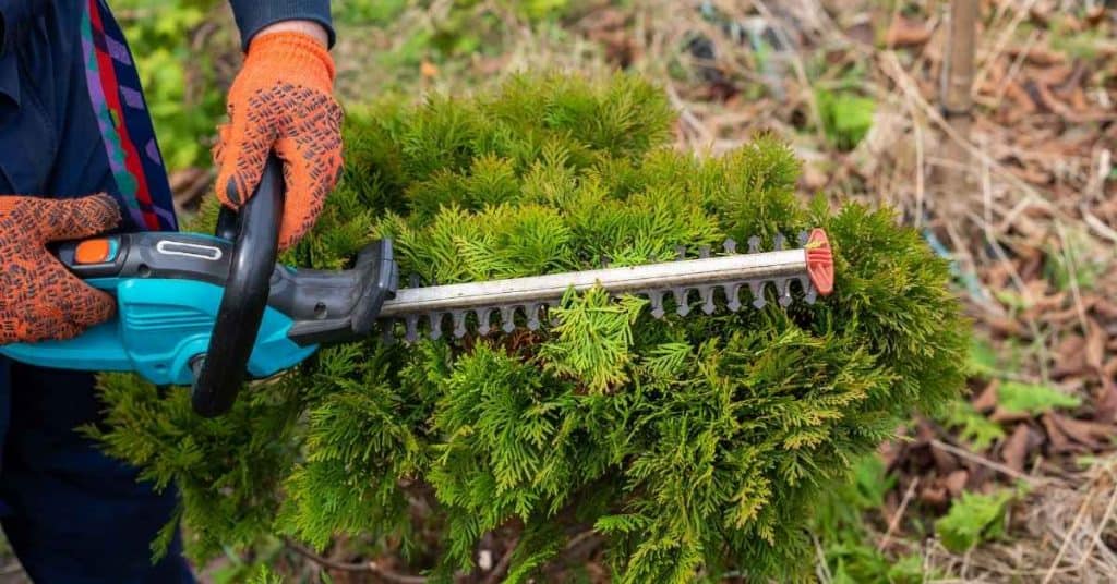 To Trim Trim Overgrown Bushes: Step-by-Step Guide - craftingwithconcrete.com