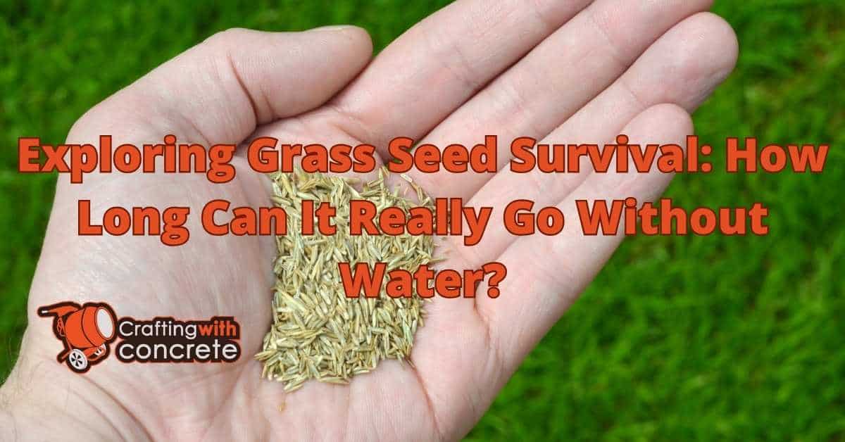 Grss Seed Without Shell Optimal Watering for Grass Seed Growth - craftingwithconcrete.com