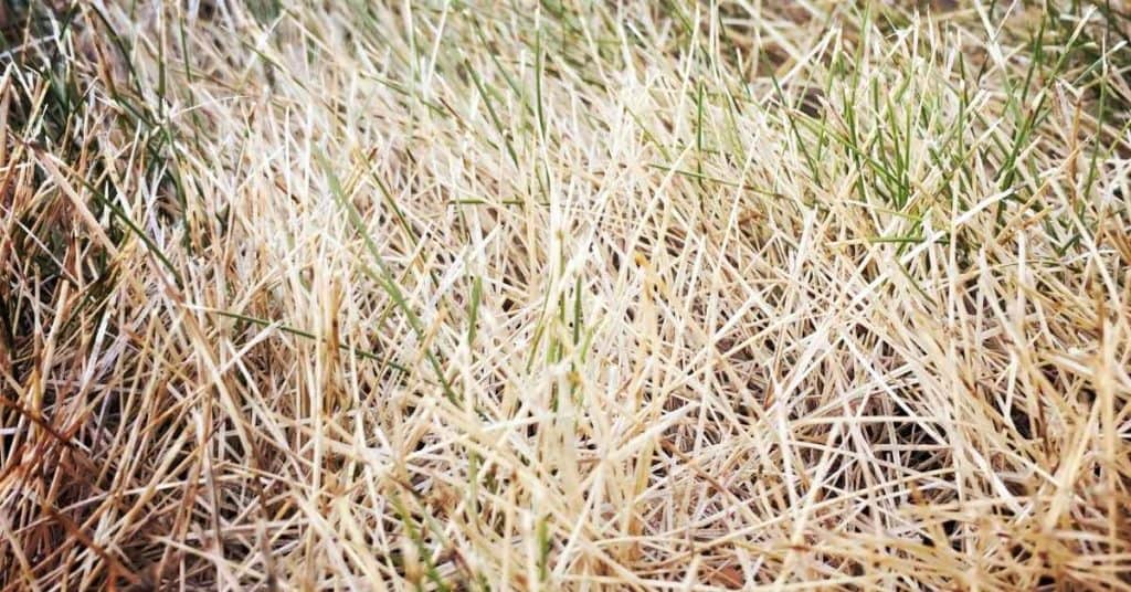 Fix Burnt Grass: Simple Steps to Revive Your Lawn ...