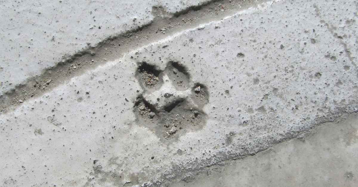 One paw print impression embedded in rough concrete along seam.
