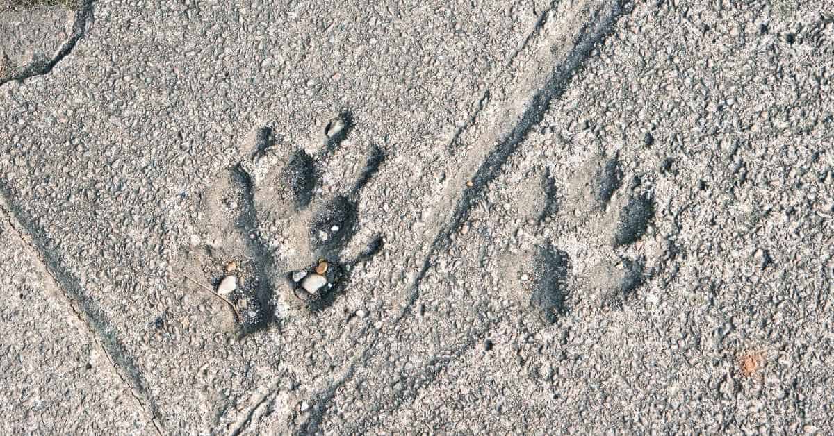 Two paw prints pressed into rough concrete surface