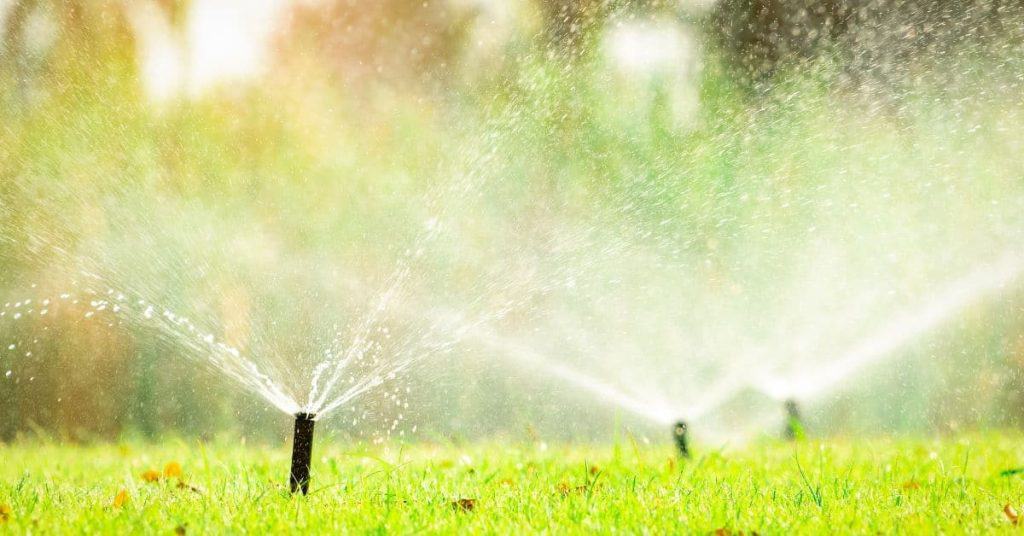 Best Time to Water Grass: Save Water and Avoid Fungus