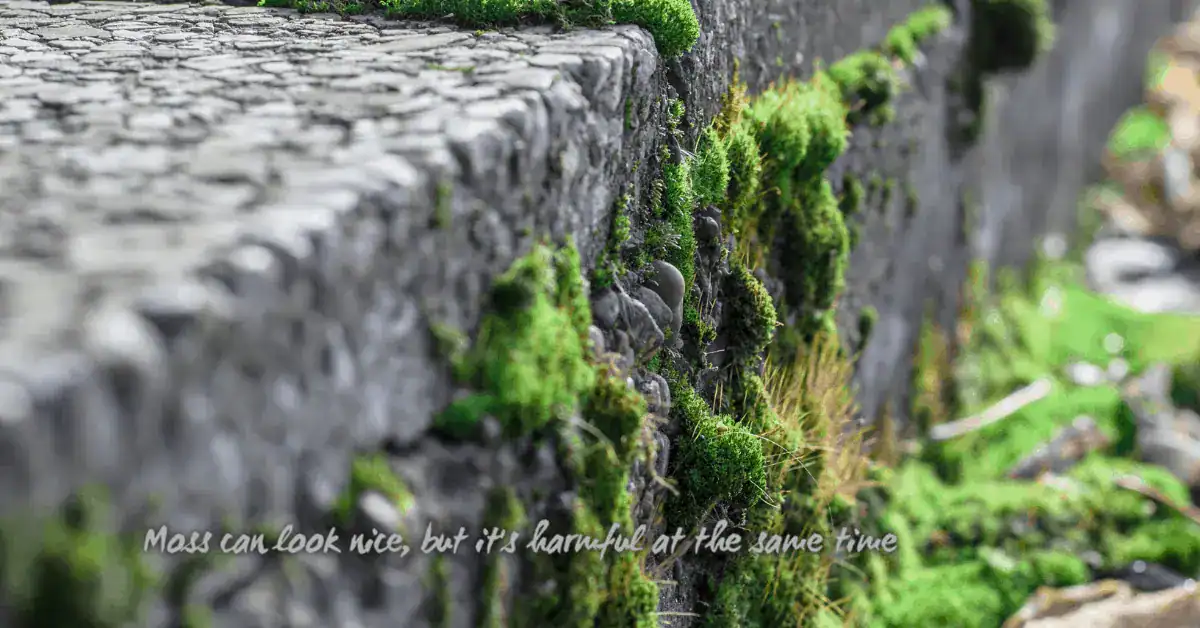 Green moss growing on rough concrete edge