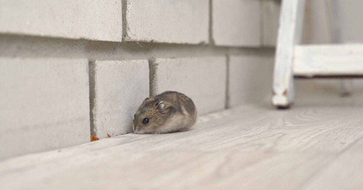 Small brown mouse on light wood floor next to brick wall