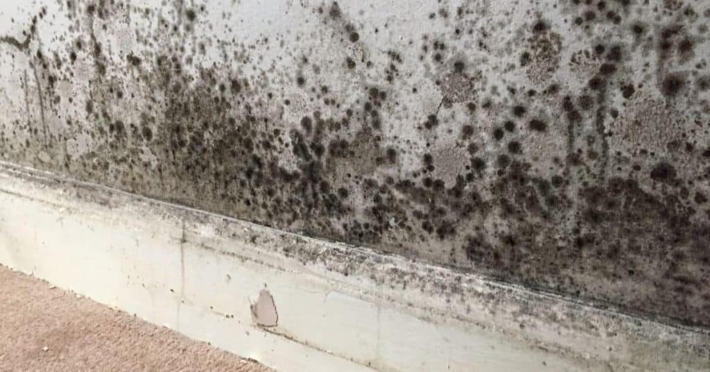 How to Tell If You Need Mold Inspection: DIY Diagnosis + Step-by-Step Fix