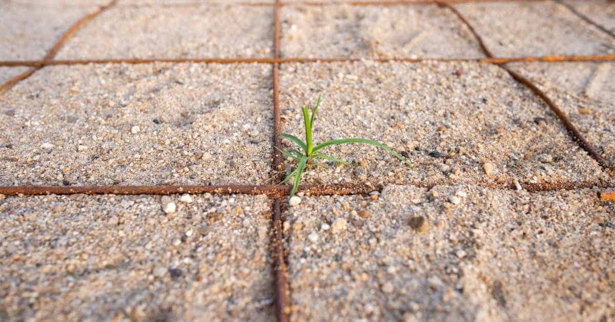 Rusted rebar grid embedded in sandy ground with small green plant