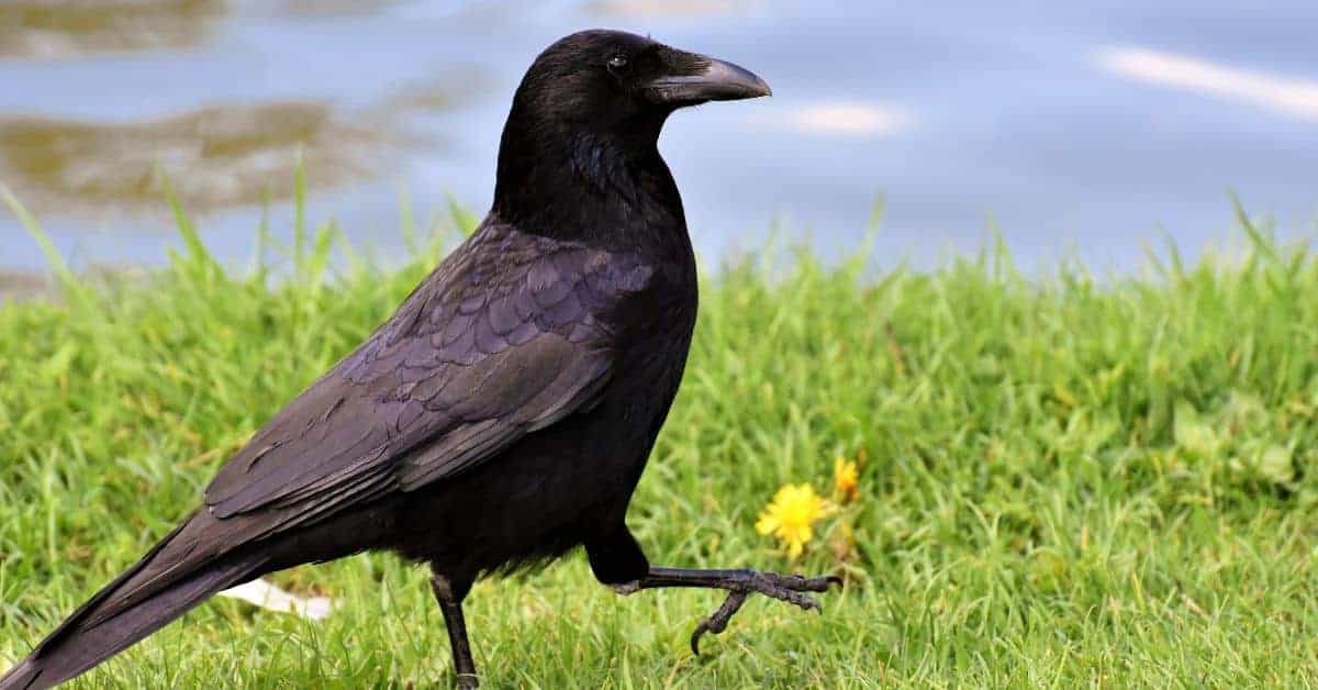 Black crow walking on green grass near water