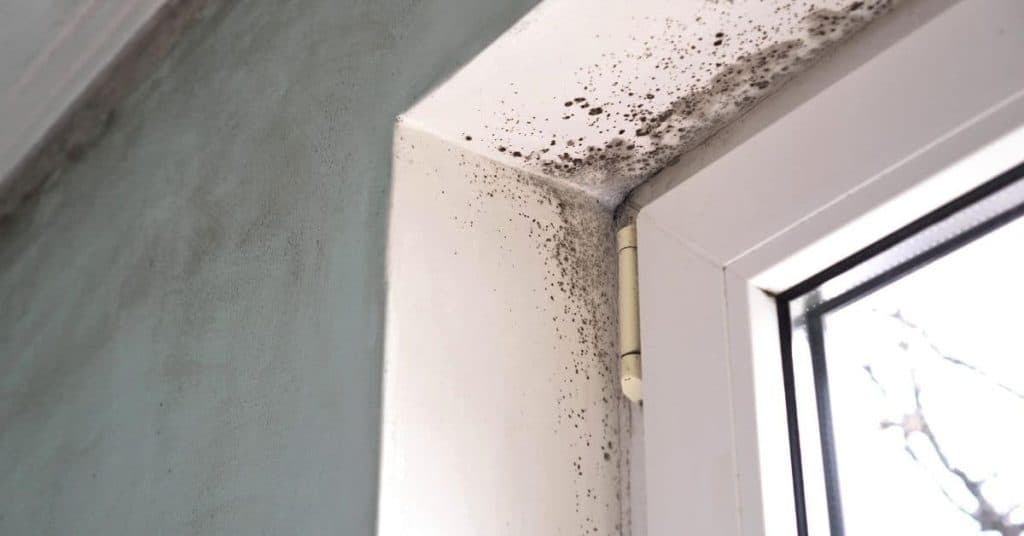 Types of Mold in Homes: DIY Diagnosis + Step-by-Step Fix
