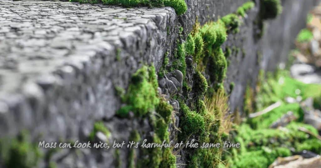 Close-up of moss growing on deteriorating concrete edge
