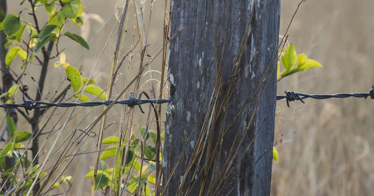 close up of weathered wooden fence post with barbed wire