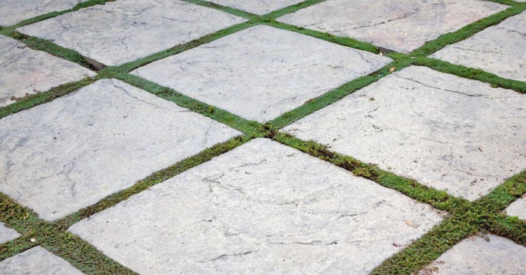 Gray square stone pavers with green moss-filled joints