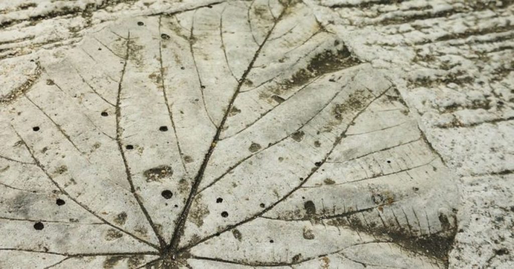 Leaf imprint pressed into wet concrete surface