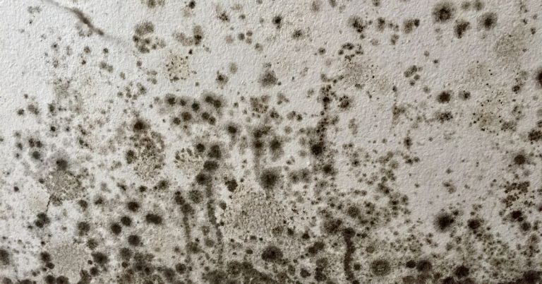 Close-up of mold growth on a white wall surface