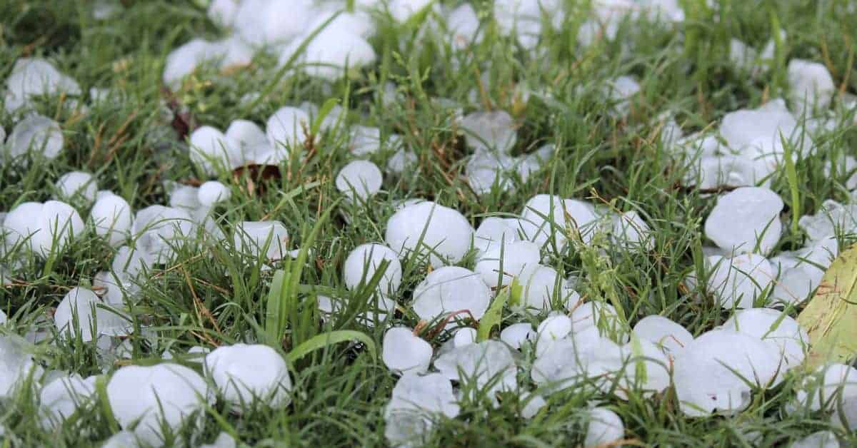 hailstones scattered on green grass blades