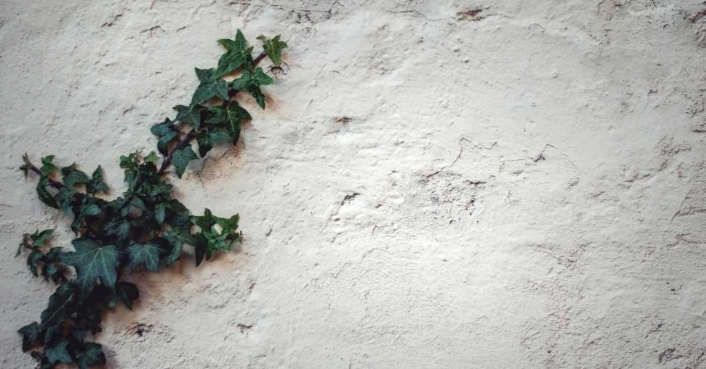 White stucco wall with green ivy growing on left side